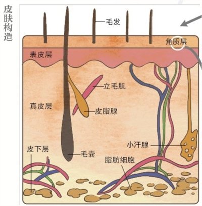 干燥要小心 你的皮膚會(huì)漏水.