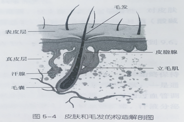 人體生理基礎(chǔ)知識(shí)—毛發(fā)的結(jié)構(gòu)