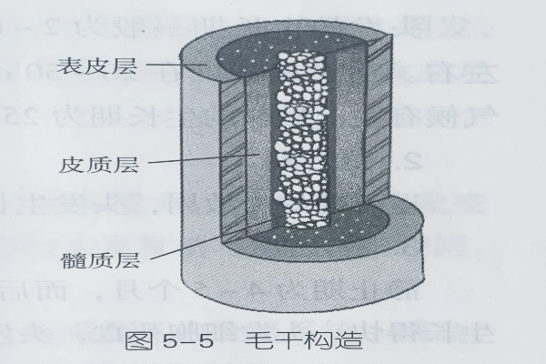 人體生理基礎(chǔ)知識(shí)—毛發(fā)的結(jié)構(gòu)